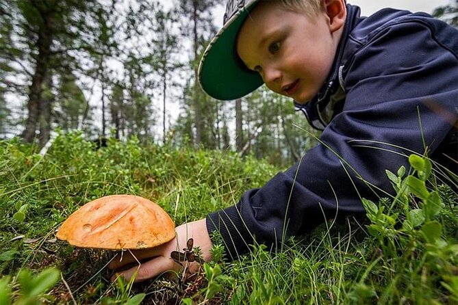 Lapland Berry Day Experience