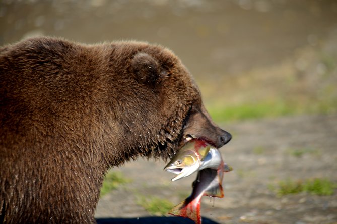 Late Summer Bear Viewing in Katmai National Park