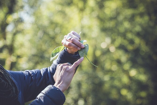 Learn to Forage in Llangollen - The Foraging Adventure Begins