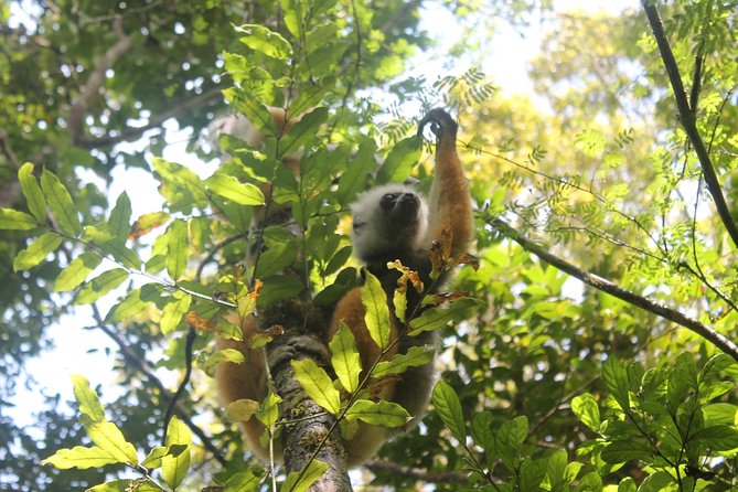 Lemur Day Tour at Andasibe Rainforest and Vakona Lodge Reserve