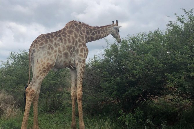 Lesedi Cultural Village and Lion Mini Safari