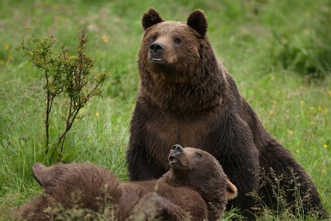 Libearty Bear Sanctuary and Dracula Castle From Brasov