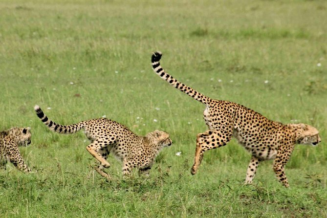 Maasai Mara Under Canvas 3 Days Safari