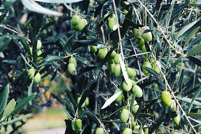 Maipú Wine and Olive Oil Tour