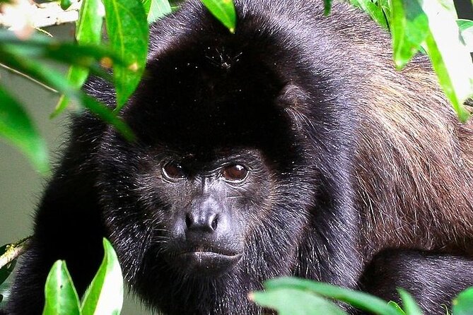 Manuel Antonio National Park Guided Walk