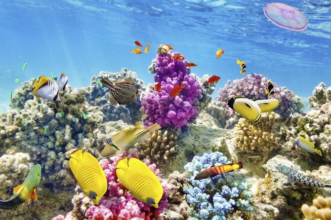 Margaritaville/Jeski Tour or Snorkeling in Montego Bay