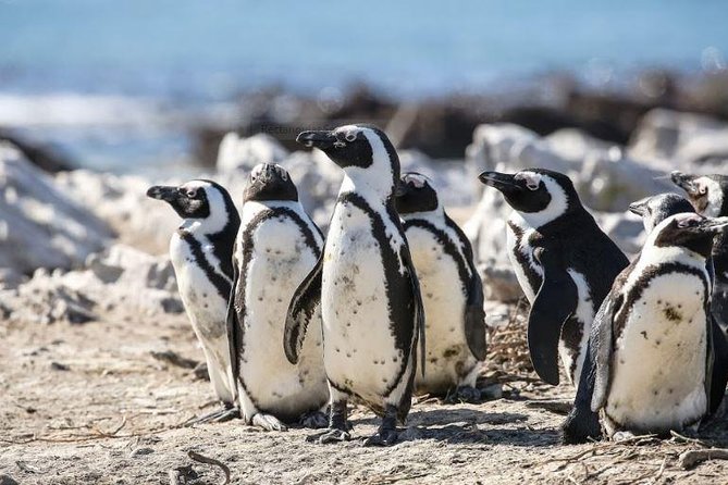 Marine Big 5 Full Day Guided Return Transfer Cape Town – Gansbaai