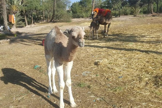 Marrakech Camel Safari at Agafay Desert - Tour Overview