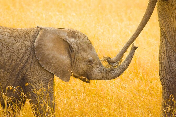 Masai Mara Game Drive