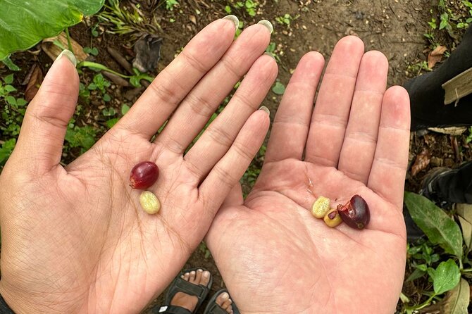 Materuni Waterfall and Coffee Plantation Half Day Tour - Overview of the Tour