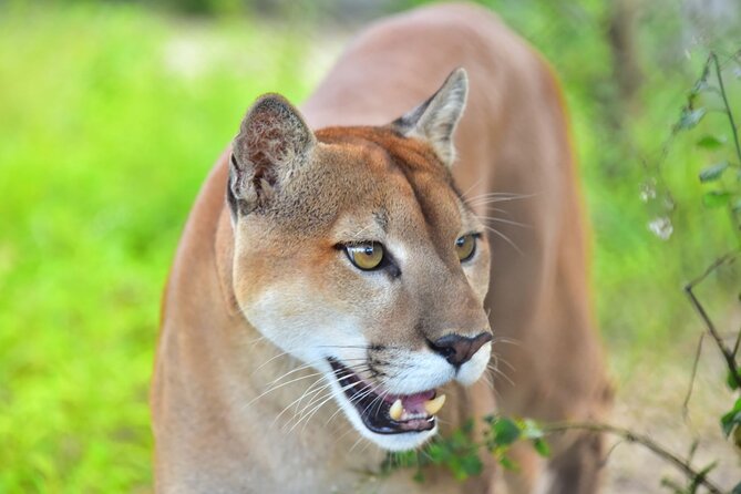 Maya Culture and History, Secluded Island and Animal Rescue Center at Maya Key
