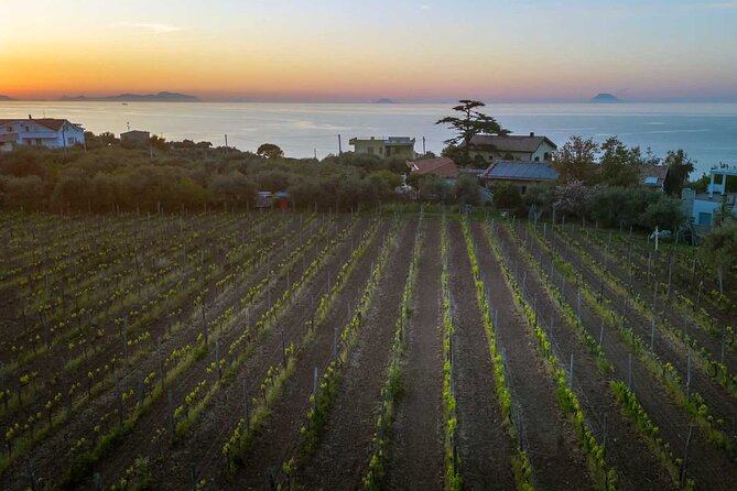 Messina Wine Tasting Experience