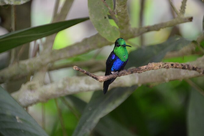 Mindo Cloud Forest (PRIVATE Day Trip)
