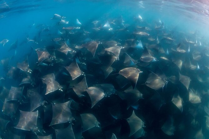Mobula Ray Ocean Safari Day Trip