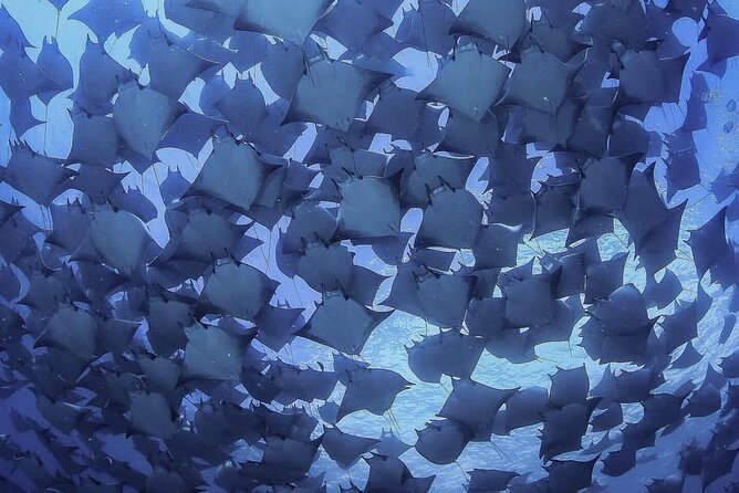Mobula Ray Snorkel Adventure