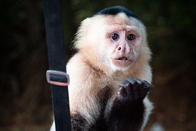 Monkey Island Private Tour on Gatun Lake