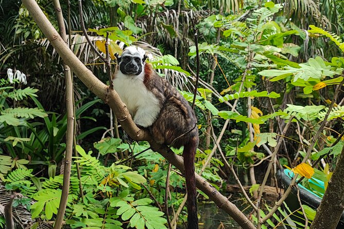 Monkey Island Tour + Nature Center From Riu Playa Blanca