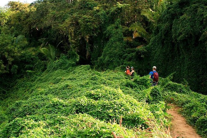 Monkey Mountain Jungle Hike Adventure