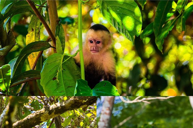 Monkey Tour.
