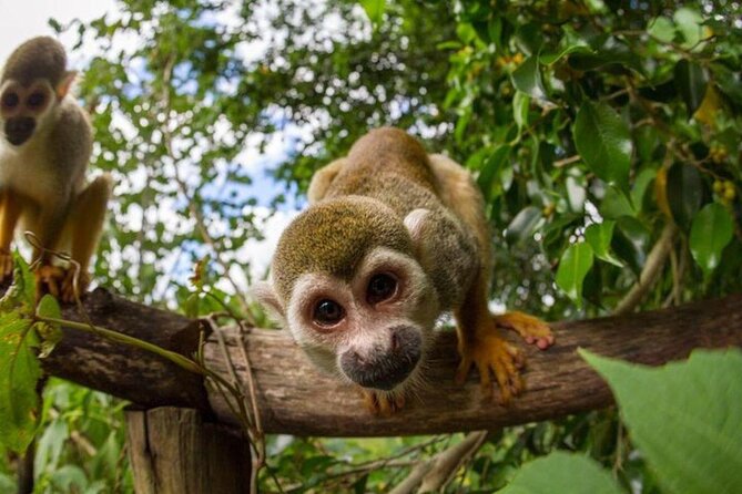 Monkeyland & Jungle Buggies in Punta Cana