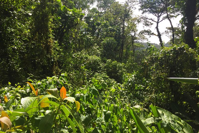 Monteverde Cloud Forest Privatetour
