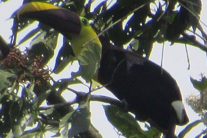 Monteverde Cloud Forest, Sloth, Hanging Bridges, Butterflies Tour - Inclusions and Exclusions