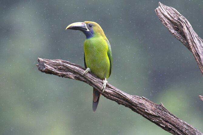 Monteverde Cloud Forest Tour