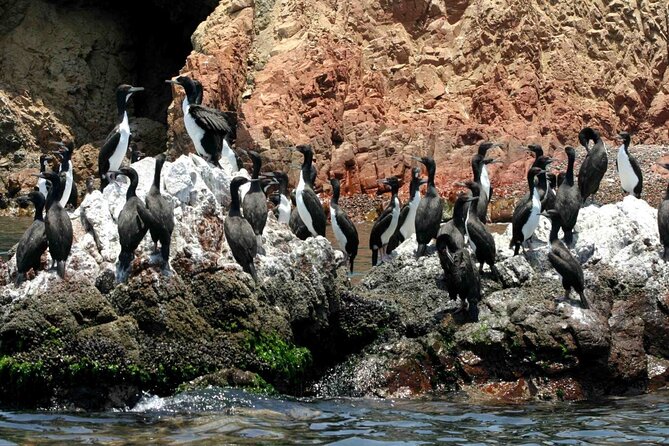 Morning: Ballestas Island Tour From Paracas With Entrances