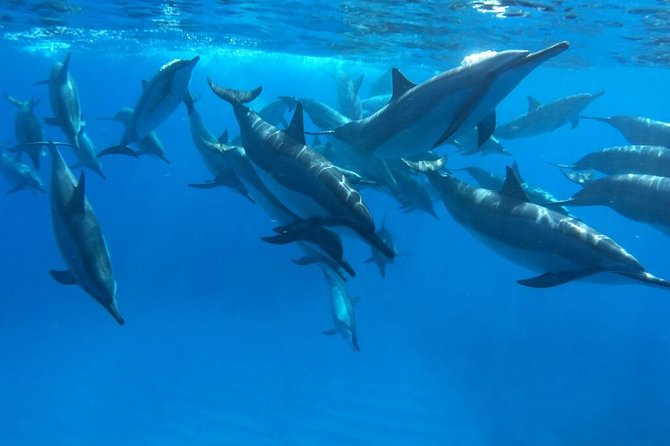 Morning Reef Snorkel - Highlights of the Ocean Encounters Journey