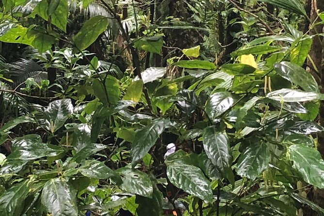 Mount Liamuiga Volcano Tours