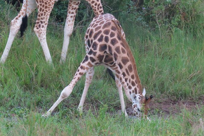 Murchison Falls 3 Days Game Safari (4 People Minimum Required)