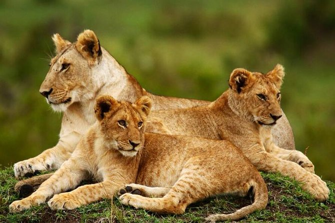 Nairobi National Park, Giraffe Center & Karen Blixen Museum - Key Attractions and Costs