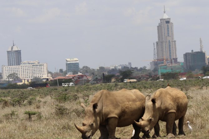 Nairobi National Park Guided Tour - Inclusions and Amenities