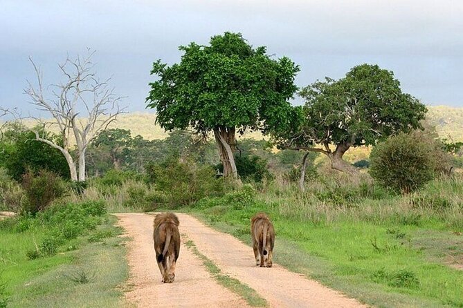 Nairobi National Park Safari With a Visit to Giraffe Center.