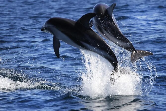 Nautical Tour and Dolphin Search in Puerto Madryn