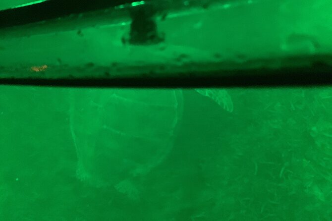 Night Kayaking With Liquid Glow