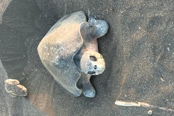 Nocturnal Turtles Watching Ostional Guanacaste Province - Tour Overview