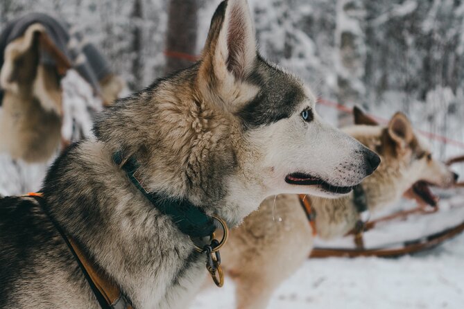 Nulkki Husky Adventure