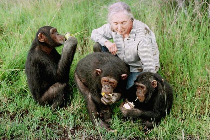 Ol Pejeta Conservancy and Chimpanzee Sanctuary Full-Day Tour From Nairobi