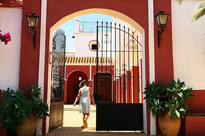 Oleotourism and Olive Oil Tasting in Seville – Private Tour