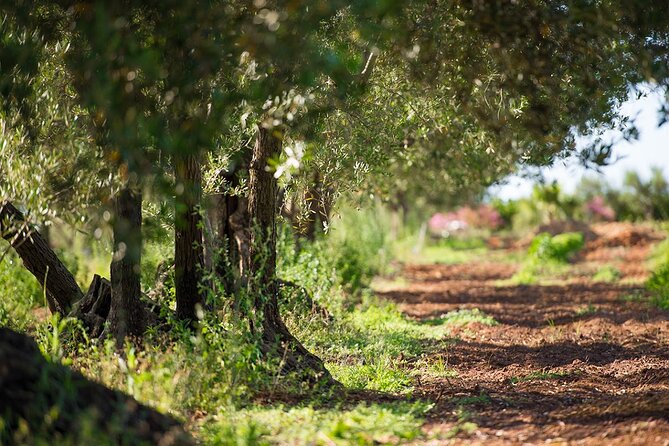 Olive Picking and Wine and Oil Tasting With Brunch in Alcamo