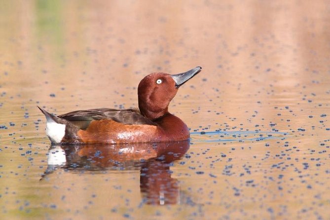 One-day Birding Around Sofia