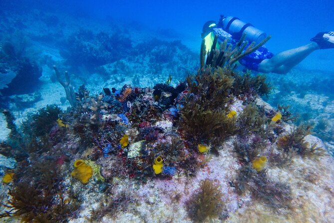 Open Water Certification Course-PADI