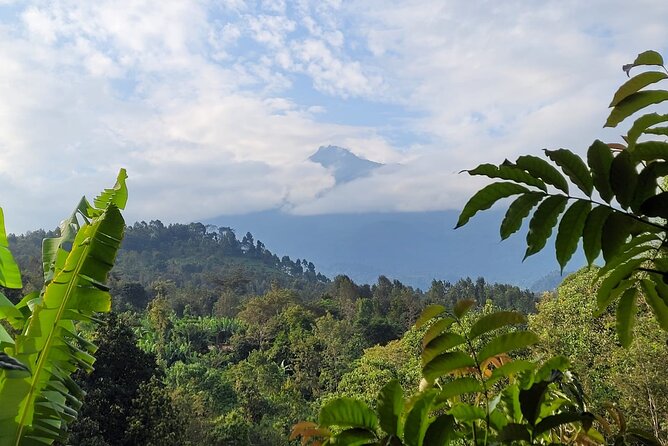 Organic Coffee Tour and Local Food Experience in Arusha - Coffee Production Process
