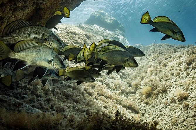 Package of 2 Double Dives in the Capo Carbonara Marine Protected Area