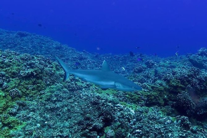 Padi Open Water Diver Course