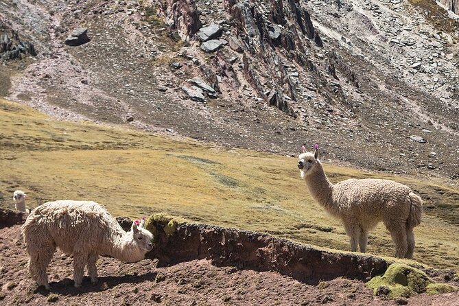 Palccoyo Rainbow Mountain Trek Day Tour From Cusco