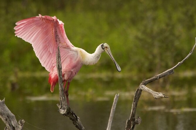 Palo Verde National Park Boat Tour and Lunch - What to Bring and Accessibility