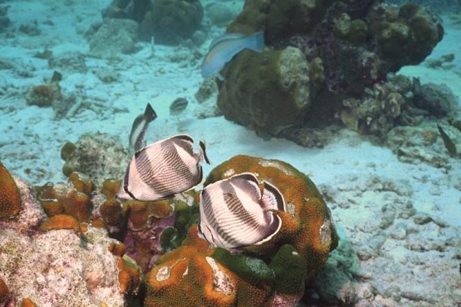 Pelican Rock Snorkeling and Sightseeing Adventure