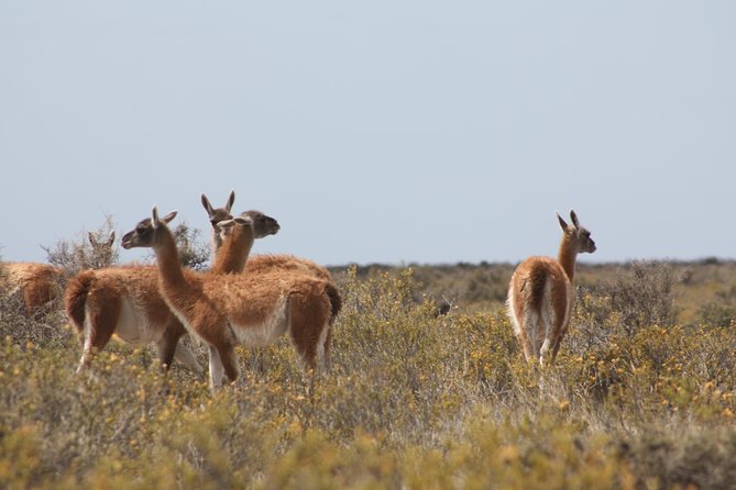 Peninsula Valdes & Estancia San Lorenzo Full Day Tour